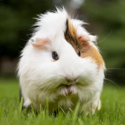 guinea pig 사운드 apk