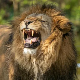 Lion Sounds APK for Android