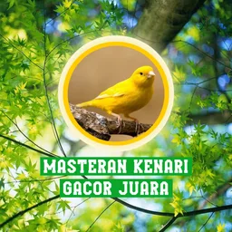 Masteran Kenari Gacor Juara APK for Android