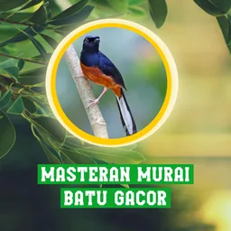 Masteran Murai Batu Gacor APK for Android