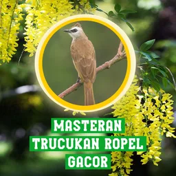 Masteran Trucukan Ropel Gacor APK for Android