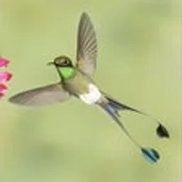 National Geographic Hummingbirds PREMIUM