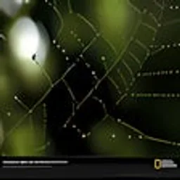 National Geographic 거미줄 비 맺힌 벽지